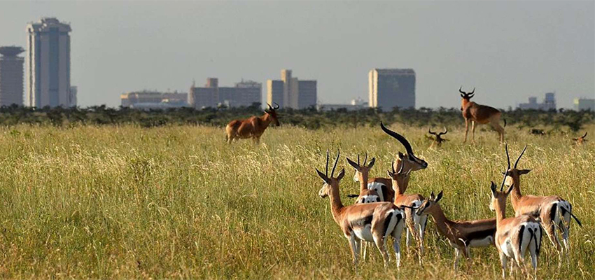 1-day-nairobi-safari-1-day-nairobi-city-tour