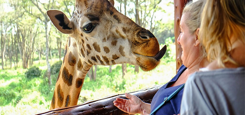 1-day-tour-giraffe-center-nairobi