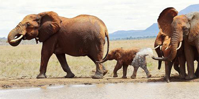 3 Days 2 Nights Amboseli Safari Package