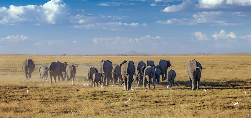 amboseli-and-maasai-mara-plus-balloon-safari-ride-for-7-days