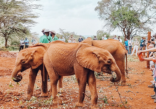 daphne-sheldrick-elephant-orphanage-day-trip