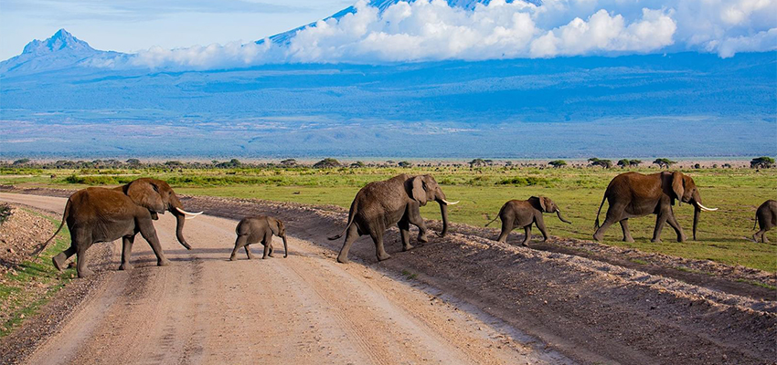 12-kenya-and-tanzania-safari-package