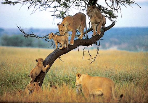 5 Days 4 Nights Lake Manyara/ Serengeti/ Ngorongoro Crater Safari Package