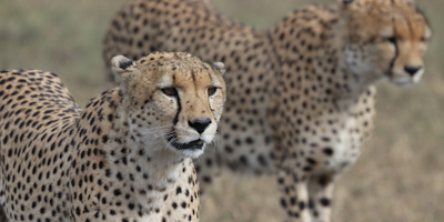 3 Days 2 Night Masai Mara Safari Package