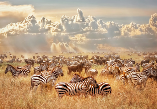 4 Days 3 Nights Ngorongoro Crater/ Serengeti Safari Package