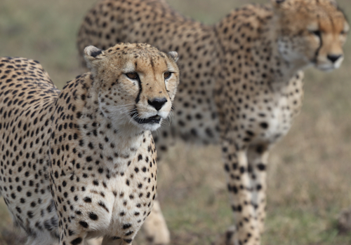 3-days-2-nights-serengeti-national-park-safari-package